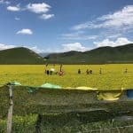 Qinghai People in yellow rape field